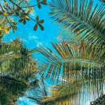 Key West palm trees on a sunny day