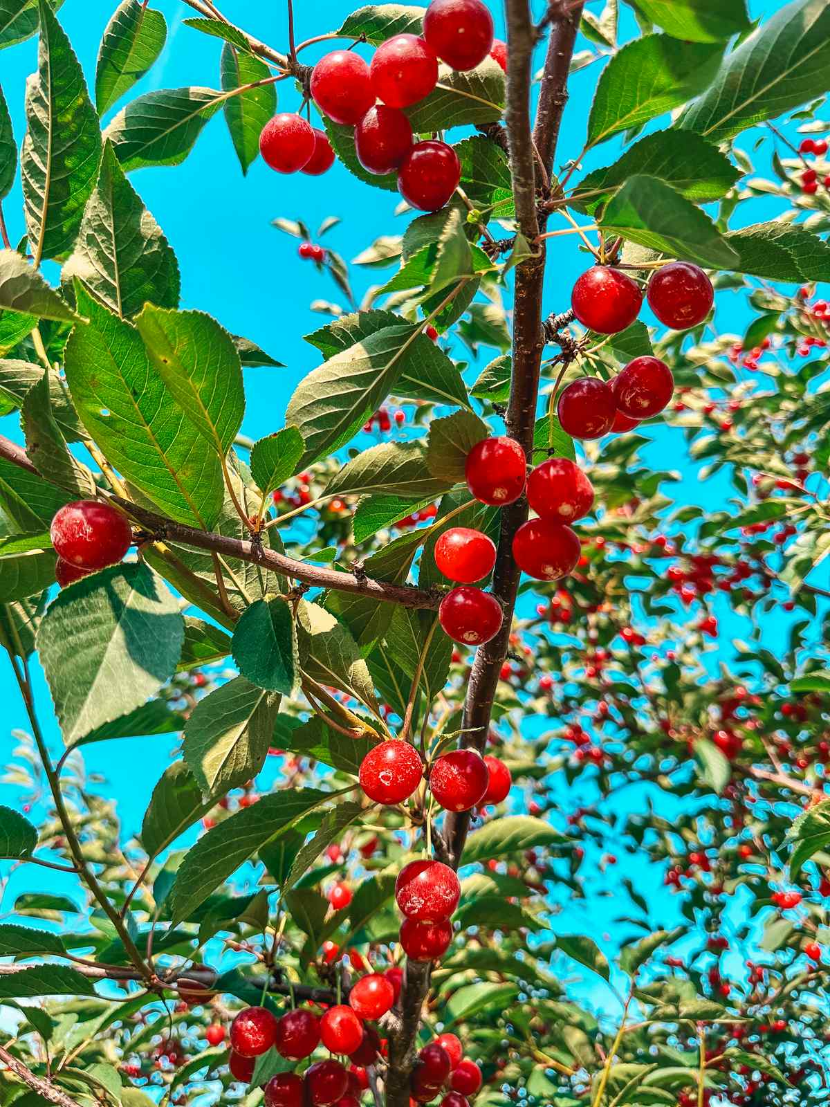 Cherry trees in Traverse City Michigan