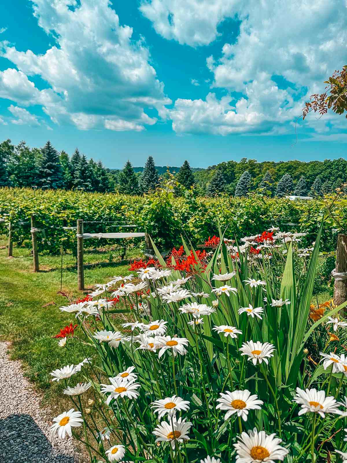 Flowers in bloom at Bowers Harbor Vineyards in Traverse City Michigan