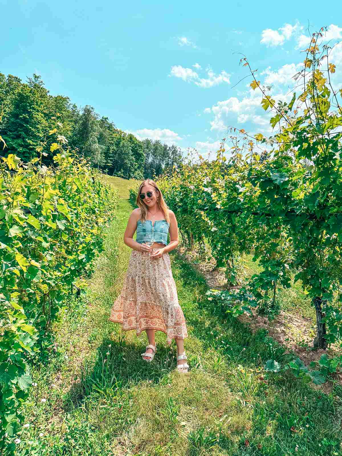 Grape vines at Bowers Harbor Vineyards in Traverse City Michigan