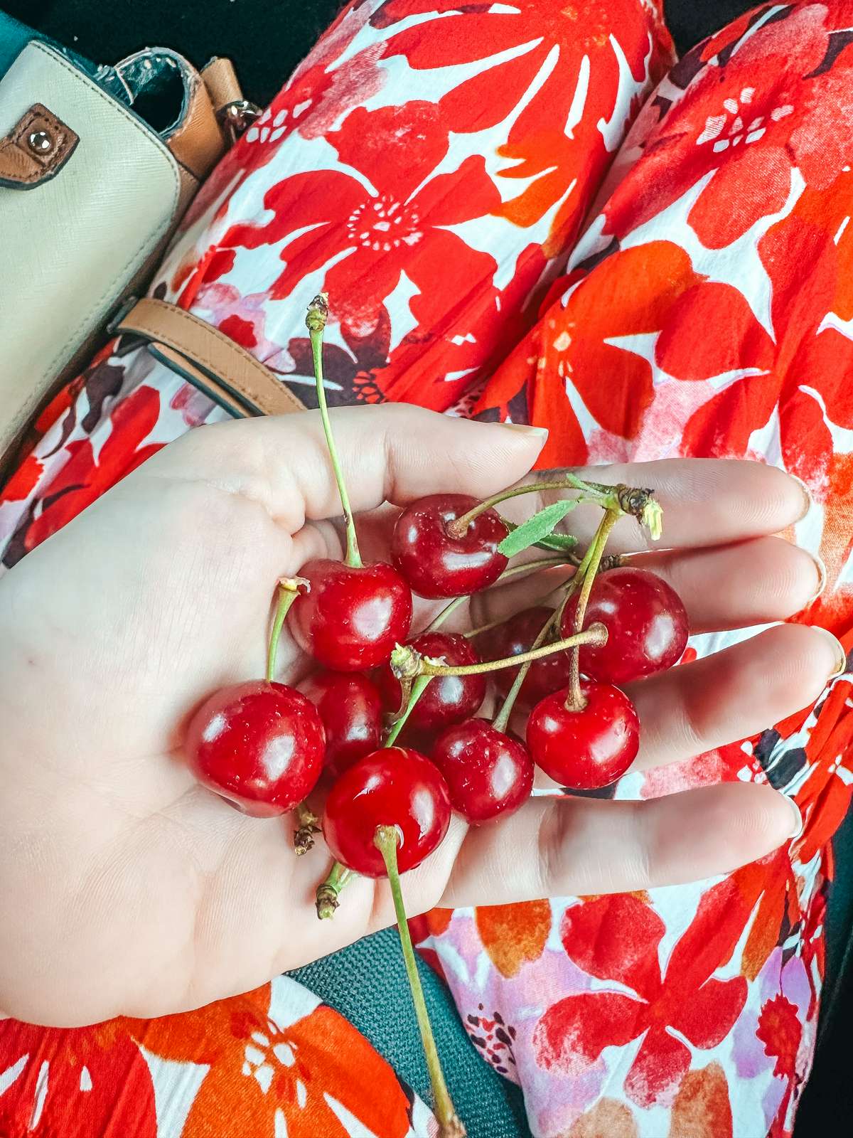 Handful of U Pick cherries from Traverse City