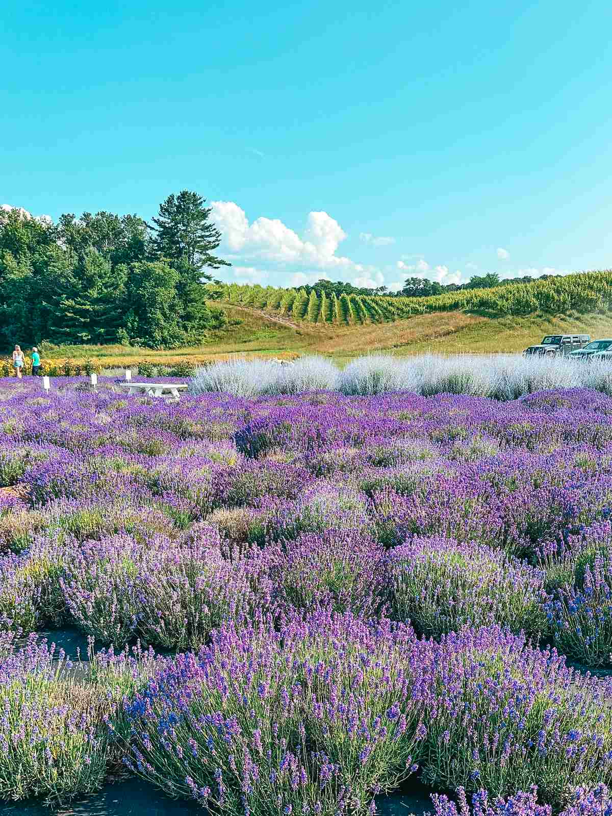 Lavender fields at Brys Secret Garden in Traverse City Michigan