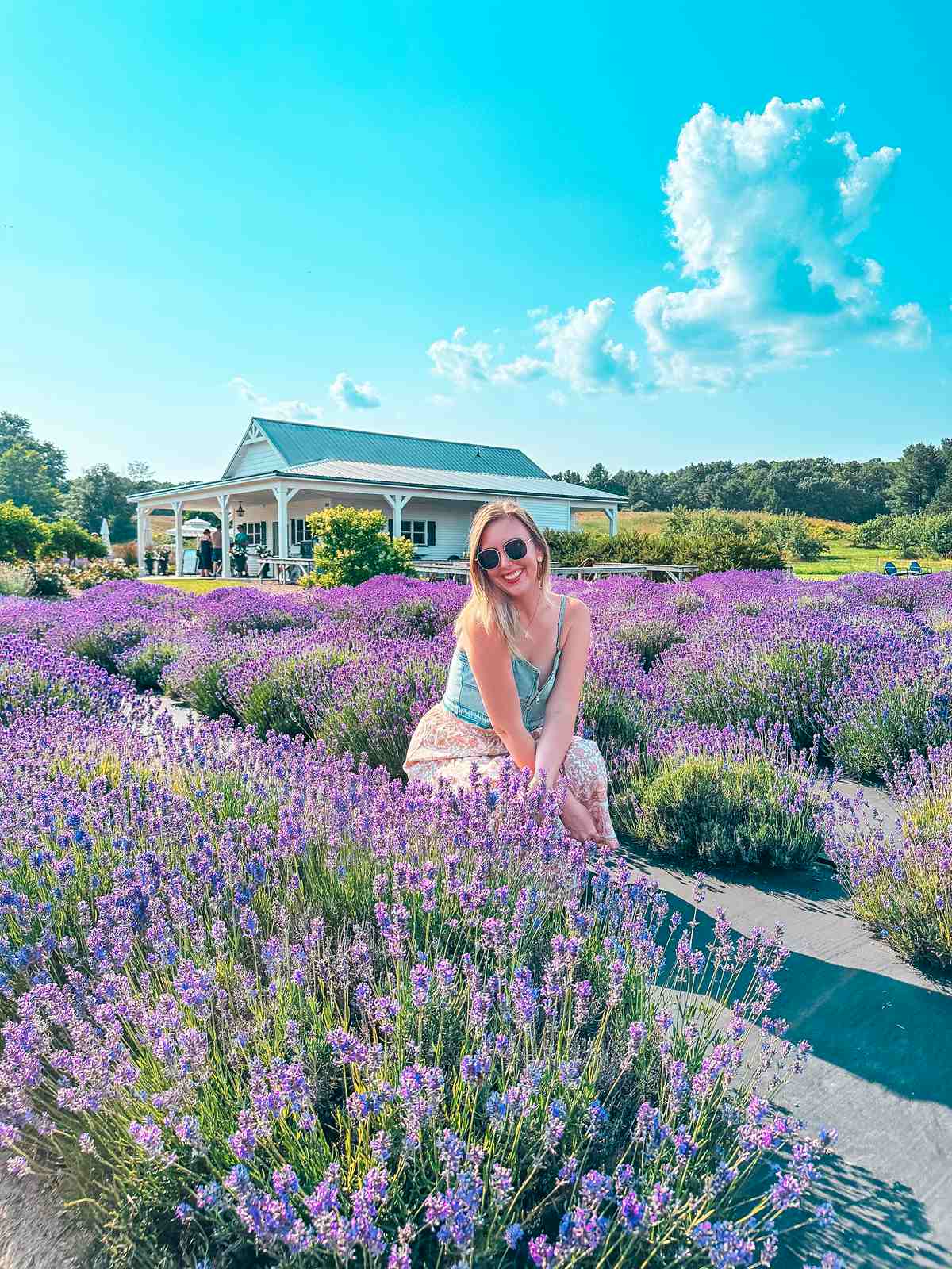 Lavender fields at Brys Secret Garden in Traverse City