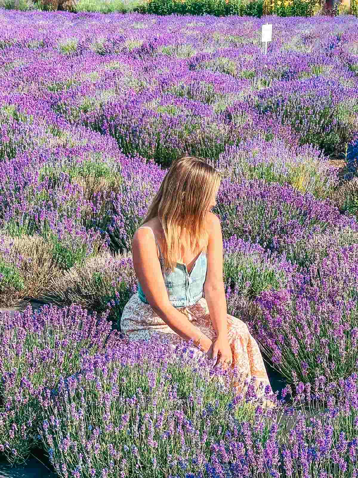 Lavender fields in Traverse City at Brys Secret Garden