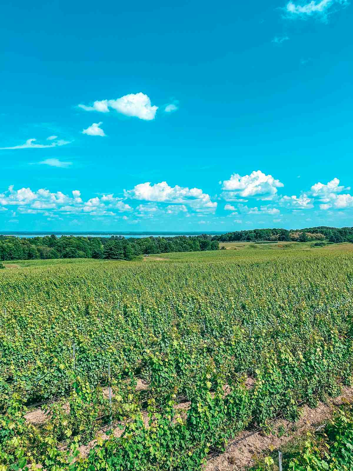 Views at Brys Estate Traverse City winery