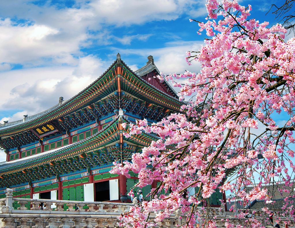 Seoul South Korea cherry blossoms