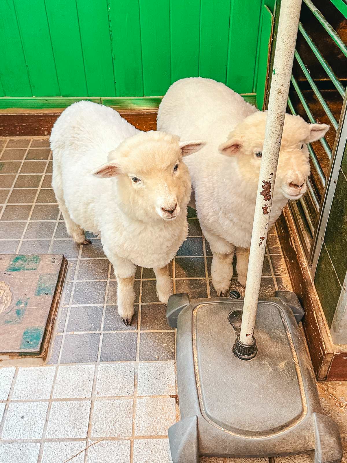 Sheep at Thanks Nature Cafe in Hongdae