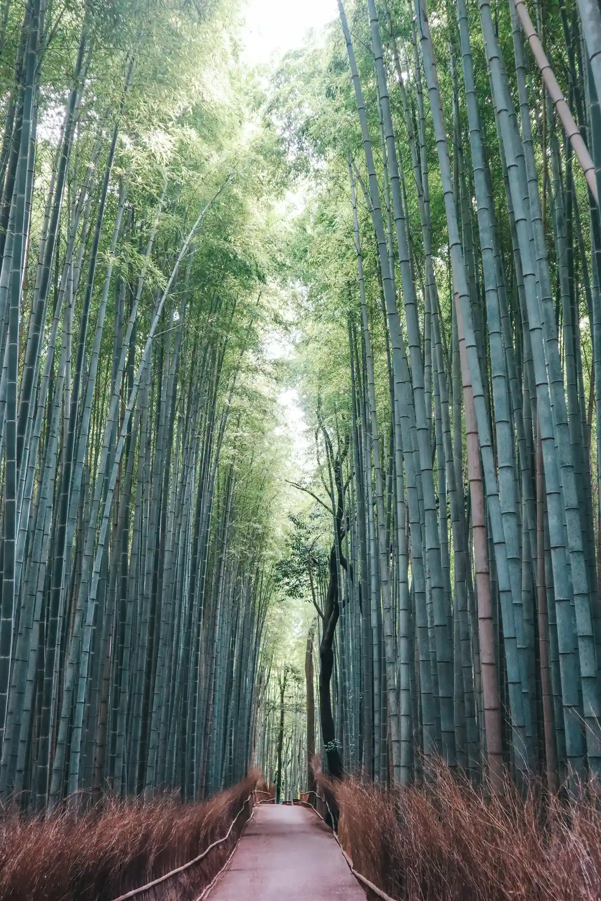 Arashiyama Bamboo Grove in Kyoto