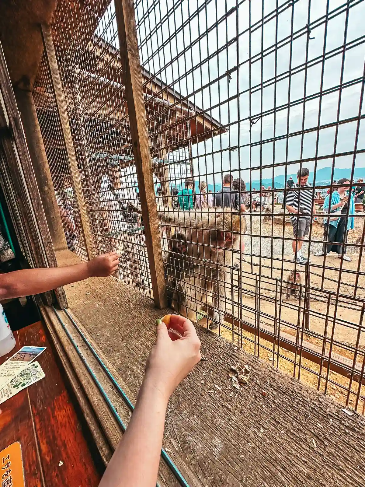 Feeding the monkeys at Arashiyama Monkey Park Iwatayama in Kyoto