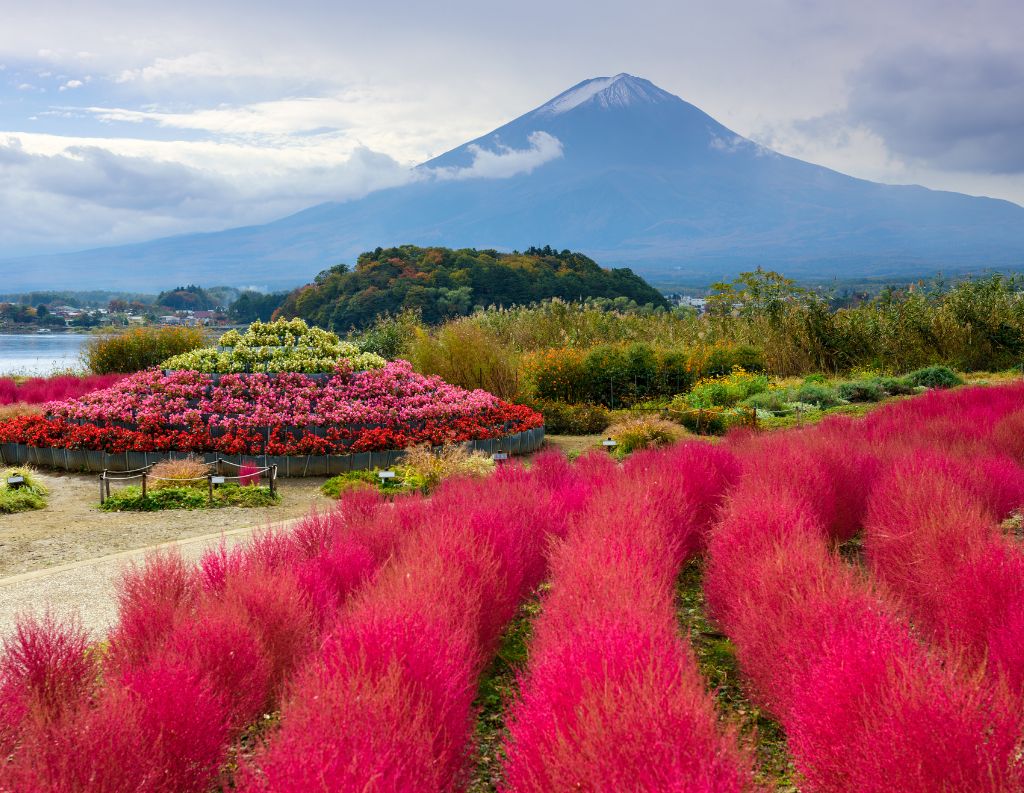 Flower fields at Oishi Park with view of Mt Fuji