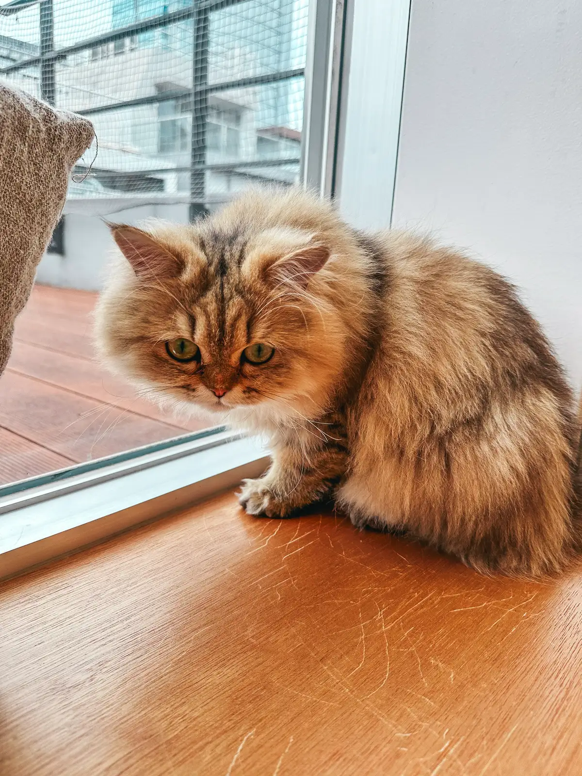 Fluffy cat at Cat Cafe Mocha in Harajuku