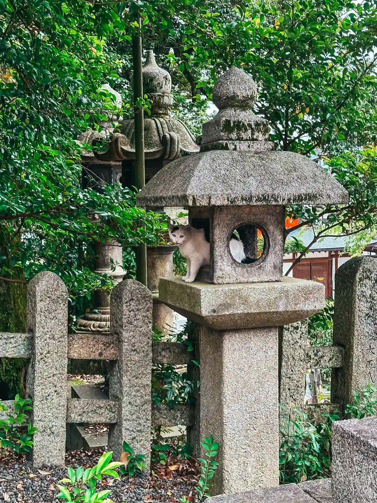 Kitties at the Fushimi Inari Taisha Shrine in Kyoto