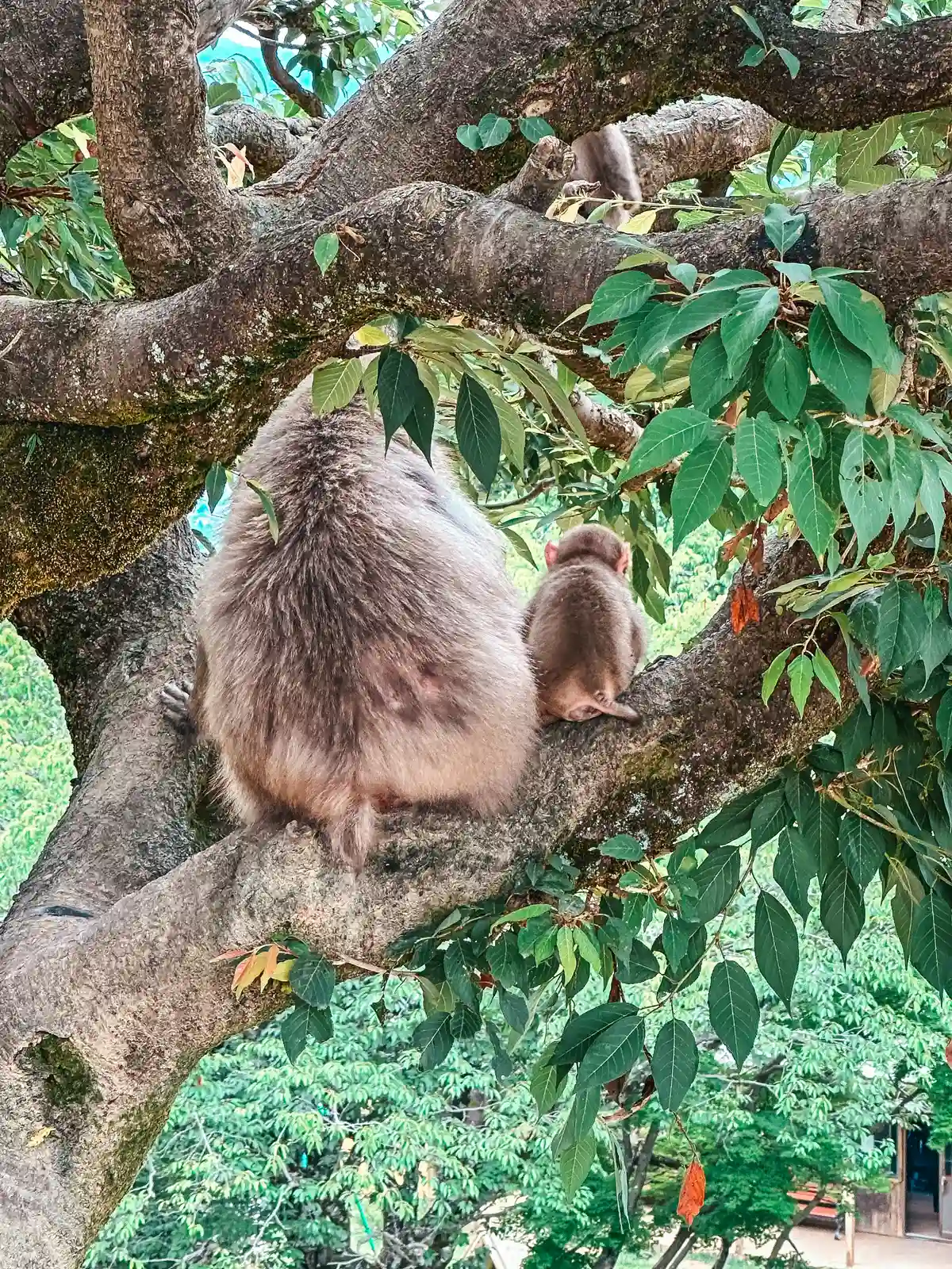 Mama and baby monkey at Arashiyama Monkey Park Iwatayama in Japan