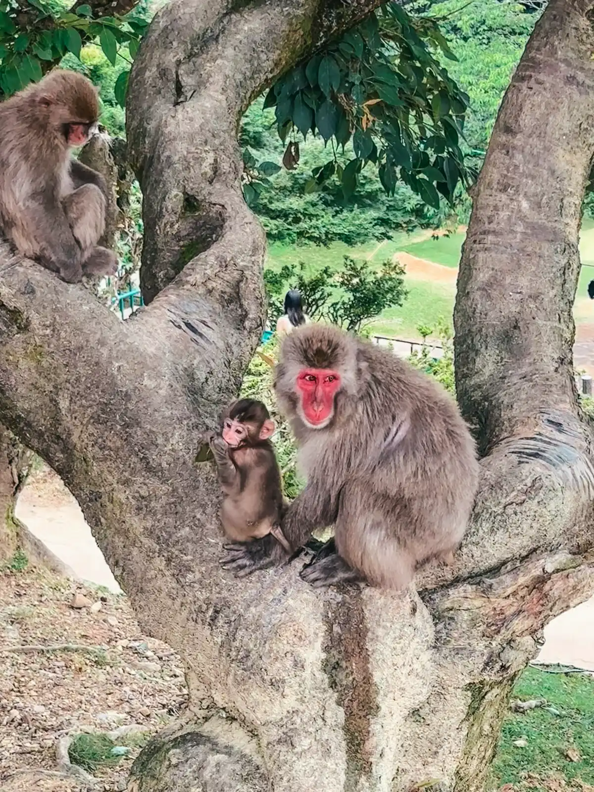 Mama and baby monkey at Arashiyama Monkey Park Iwatayama in Kyoto Japan