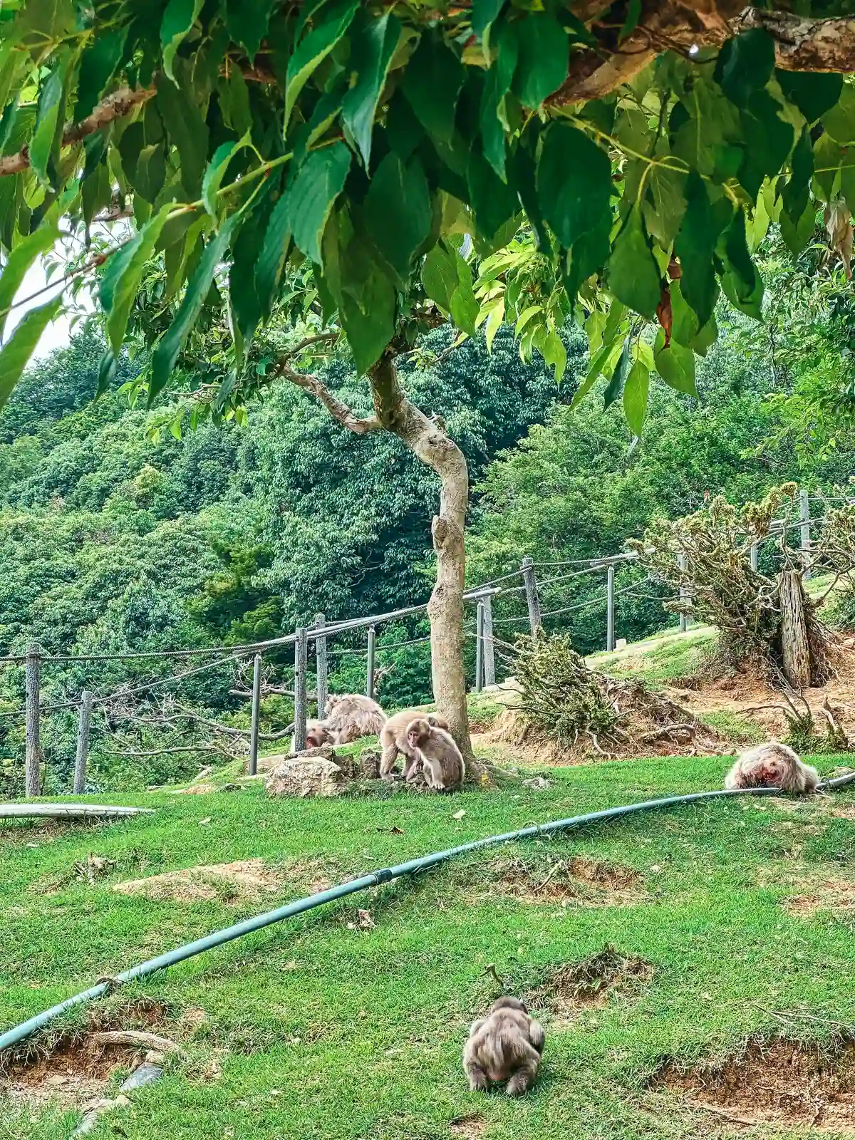 Monkeys at Arashiyama Monkey Park Iwatayama in Kyoto