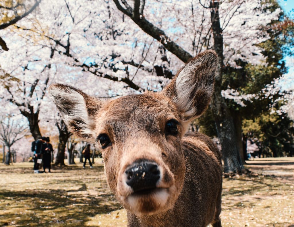 Nara day trip from Osaka