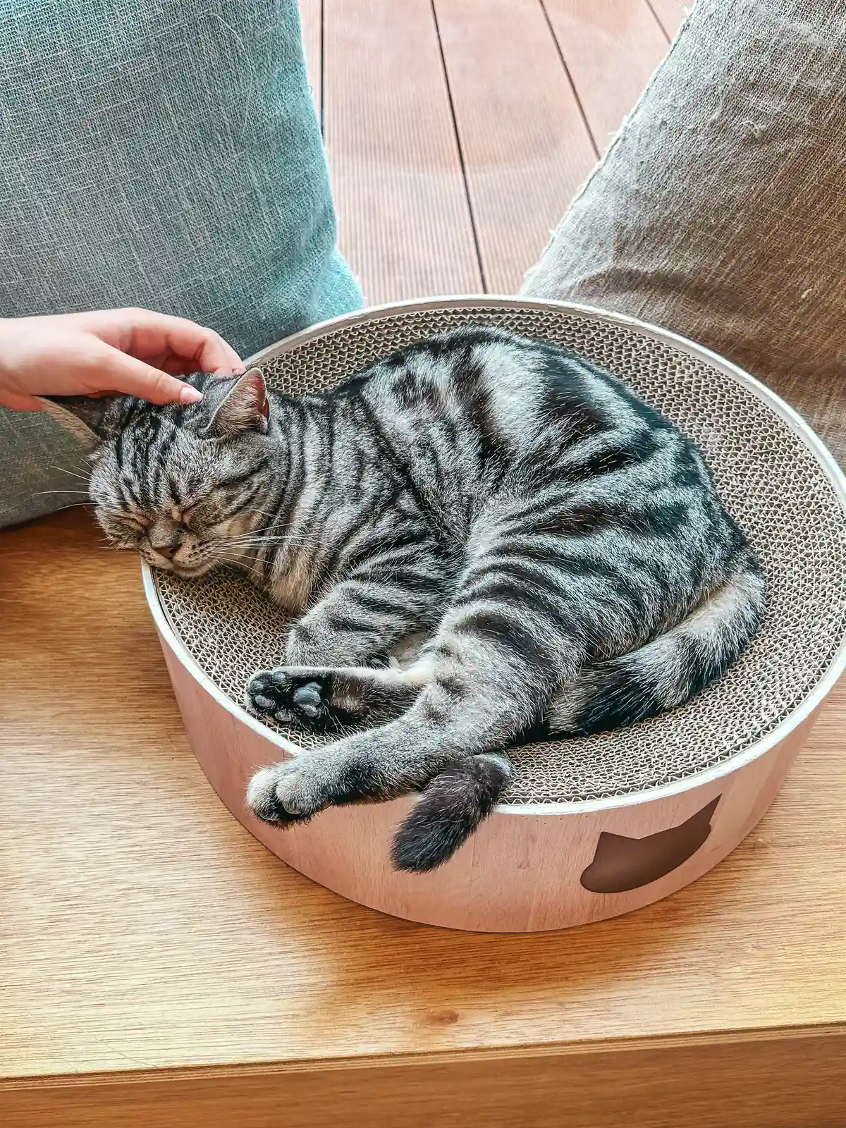 Snuggly kitty at Cat Cafe Mocha in Harajuku