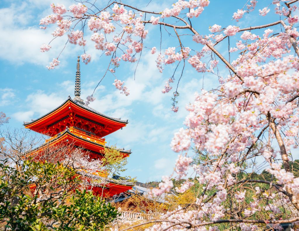 Cherry blossom season in Kyoto