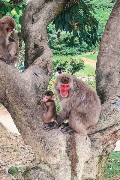 Monkeys at Arashiyama Monkey Park Iwatayama in Kyoto