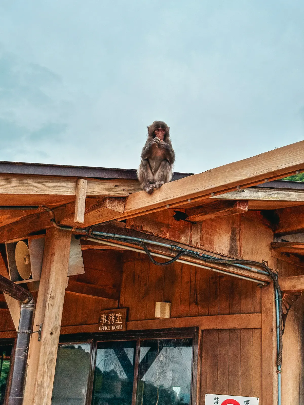 Wild Japanese macaques on a roof at Arashiyama Monkey Park Iwatayama in Kyoto